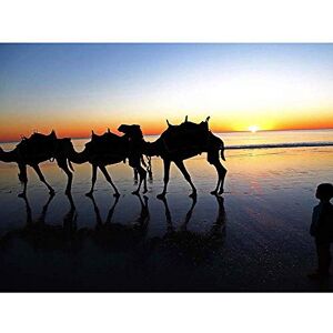 Wee Blue Coo Camels Beach Silhouette Sunset Art Print Poster Wall Decor 12X16 Inch Wee Blue Coo Camels Beach Silhouette Sunset Art Print Poster Wall Decor 12X16 Inch
