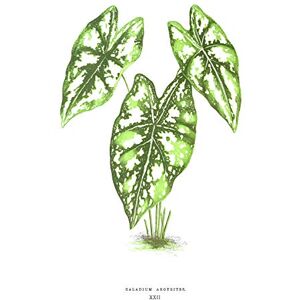 Fine Art Prints Leaf Caladium Argyrites Large Wall Art Print Canvas Premium Poster Fine Art Prints Leaf Caladium Argyrites Large Wall Art Print Canvas Premium Poster