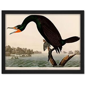 Artery8 Audubon Birds Florida Cormorant Painting Artwork Framed Wall Art Print 18X24 Inch Artery8 Audubon Birds Florida Cormorant Painting Artwork Framed Wall Art Print 18X24 Inch