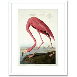Wee Blue Coo Painting Nature Audubon American Flamingo Picture Framed Wall Art Print Wee Blue Coo Painting Nature Audubon American Flamingo Picture Framed Wall Art Print