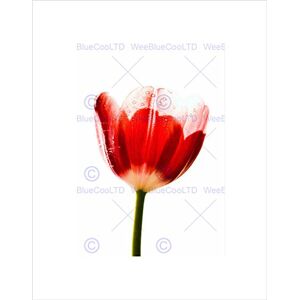 Wee Blue Coo PHOTO NATURE PLANT FLOWER PETAL DEWDROP STEM RED FRAMED ART PRINT MOUNT B12X8312 Wee Blue Coo PHOTO NATURE PLANT FLOWER PETAL DEWDROP STEM RED FRAMED ART PRINT MOUNT B12X8312