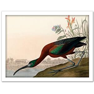 Artery8 Audubon Birds Glossy Ibis Painting Artwork Framed Wall Art Print 18X24 Inch Artery8 Audubon Birds Glossy Ibis Painting Artwork Framed Wall Art Print 18X24 Inch
