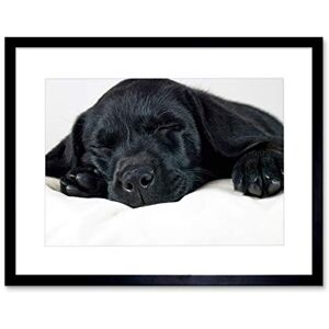 Wee Blue Coo Labrador Retriever Black Puppy Art Picture Framed Wall Art Print Wee Blue Coo Labrador Retriever Black Puppy Art Picture Framed Wall Art Print