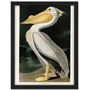Artery8 Audubon Birds White Pelican Painting Artwork Framed Wall Art Print 18X24 Inch Artery8 Audubon Birds White Pelican Painting Artwork Framed Wall Art Print 18X24 Inch