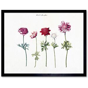 Artery8 Five Studies Of Anemones Pretty Flowers Drawing Art Print Framed Poster Wall Decor 12x16 inch Artery8 Five Studies Of Anemones Pretty Flowers Drawing Art Print Framed Poster Wall Decor 12x16 inch