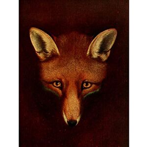 Artery8 Reinagle Renard Fox Book illustration Recreation Painting Premium Wall Art Canvas Print 18X24 Inch Artery8 Reinagle Renard Fox Book illustration Recreation Painting Premium Wall Art Canvas Print 18X24 Inch