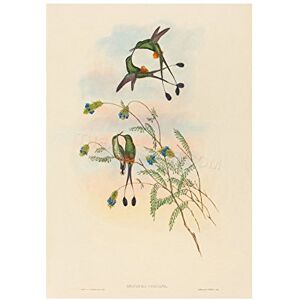 Wee Blue Coo Painting Bird Gould Peruvian Racket Tail Wall Art Print Wee Blue Coo Painting Bird Gould Peruvian Racket Tail Wall Art Print