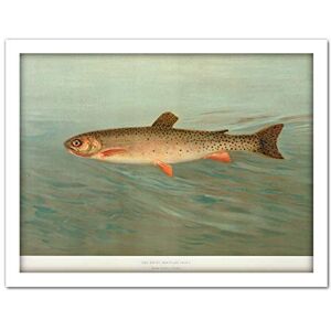 Artery8 Petrie North American Fishes Mountain Trout Illustration Artwork Framed Wall Art Print 18X24 Inch Artery8 Petrie North American Fishes Mountain Trout Illustration Artwork Framed Wall Art Print 18X24 Inch