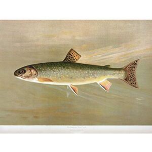 Artery8 Petrie North American Fishes Brook Trout Illustration Large Wall Art Poster Print Thick Paper 18X24 Inch Artery8 Petrie North American Fishes Brook Trout Illustration Large Wall Art Poster Print Thick Paper 18X24 Inch