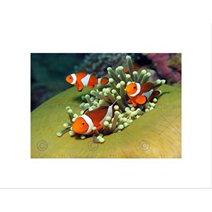 Wee Blue Coo Clown Anemone Fish Marine Under Water Sea Wall Art Print Wee Blue Coo Clown Anemone Fish Marine Under Water Sea Wall Art Print