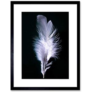 Wee Blue Coo Black White Feather Bird Picture Framed Wall Art Print Wee Blue Coo Black White Feather Bird Picture Framed Wall Art Print