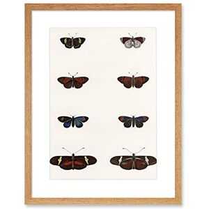 Wee Blue Coo Nature Study Humboldt Butterflies Dark Artwork Framed Wall Art Print 12X16 Inch Wee Blue Coo Nature Study Humboldt Butterflies Dark Artwork Framed Wall Art Print 12X16 Inch