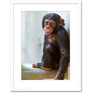 Wee Blue Coo ANIMAL PHOTO MONKEY CUTE BABY CHIMP FRAMED ART PRINT POSTER F97X11820 Wee Blue Coo ANIMAL PHOTO MONKEY CUTE BABY CHIMP FRAMED ART PRINT POSTER F97X11820
