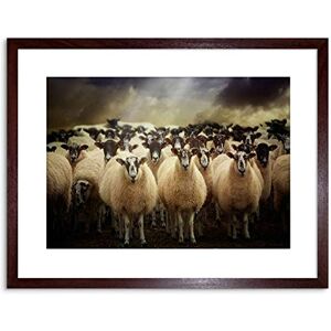 Wee Blue Coo Sheep Flock Farm Animal Photo Framed Wall Art Print Wee Blue Coo Sheep Flock Farm Animal Photo Framed Wall Art Print