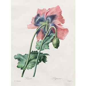 Fine Art Prints Langlois After Pierre Joseph Redoute Poppy Unframed Wall Art Print Poster Home Decor Premium Fine Art Prints Langlois After Pierre Joseph Redoute Poppy Unframed Wall Art Print Poster Home Decor Premium