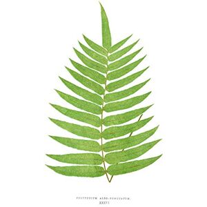 Wee Blue Coo Fern Polypodium Albo Punctatum Art Print Canvas Premium Wall Decor Poster Wee Blue Coo Fern Polypodium Albo Punctatum Art Print Canvas Premium Wall Decor Poster
