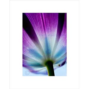 Wee Blue Coo PURPLE TULIP FLOWERS BLOOM BLACK FRAME FRAMED ART PRINT PICTURE MOUNT B12X8039 Wee Blue Coo PURPLE TULIP FLOWERS BLOOM BLACK FRAME FRAMED ART PRINT PICTURE MOUNT B12X8039