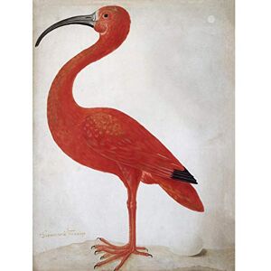 Artery8 Merian Scarlet Ibis Bird With Egg Skin Painting Unframed Wall Art Print Poster Home Decor Premium Artery8 Merian Scarlet Ibis Bird With Egg Skin Painting Unframed Wall Art Print Poster Home Decor Premium