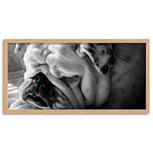 Wee Blue Coo Bulldog Dog Tongue Puppy Wrinkles Cute Long Panel Framed Wall Art Print Wee Blue Coo Bulldog Dog Tongue Puppy Wrinkles Cute Long Panel Framed Wall Art Print