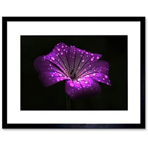 Wee Blue Coo Waterdrops On Single Purple Flower Art Picture Framed Wall Art Print Wee Blue Coo Waterdrops On Single Purple Flower Art Picture Framed Wall Art Print