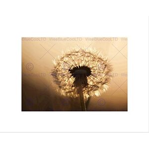 Wee Blue Coo Nature Flower Plant Dandelion Seed Sun Wall Art Print Wee Blue Coo Nature Flower Plant Dandelion Seed Sun Wall Art Print