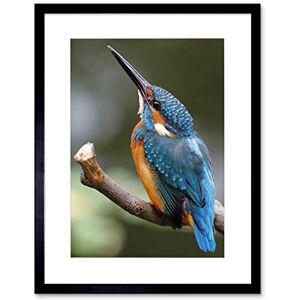 Wee Blue Coo Photo Nature Animal Bird Kingfisher Colourful Cool Beak Feather Framed Wall Art Print Wee Blue Coo Photo Nature Animal Bird Kingfisher Colourful Cool Beak Feather Framed Wall Art Print