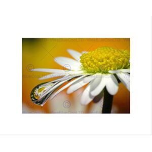 Wee Blue Coo Daisy Flower Reflection Dew Water Drop Picture Wall Art Print Wee Blue Coo Daisy Flower Reflection Dew Water Drop Picture Wall Art Print
