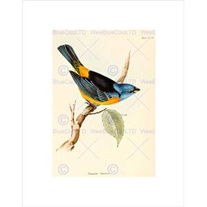 Wee Blue Coo SCIENTIFIC BIRD ILLUSTRATION FINCH TANAGRA DARWIN FRAMED ART PRINT B12X11247 Wee Blue Coo SCIENTIFIC BIRD ILLUSTRATION FINCH TANAGRA DARWIN FRAMED ART PRINT B12X11247