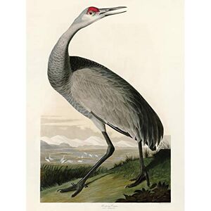 Artery8 Audubon Birds Crane Nature Painting Premium Wall Art Canvas Print 18X24 Inch Artery8 Audubon Birds Crane Nature Painting Premium Wall Art Canvas Print 18X24 Inch