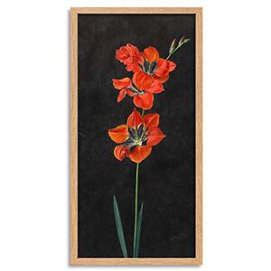 Artery8 Hoffmann Lily Red Flowers Nature Painting Framed Wall Art Print Long 25X12 Inch Artery8 Hoffmann Lily Red Flowers Nature Painting Framed Wall Art Print Long 25X12 Inch