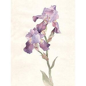 Wee Blue Coo Flower Violet Iris Watercolour Art Print Canvas Premium Wall Decor Poster Wee Blue Coo Flower Violet Iris Watercolour Art Print Canvas Premium Wall Decor Poster