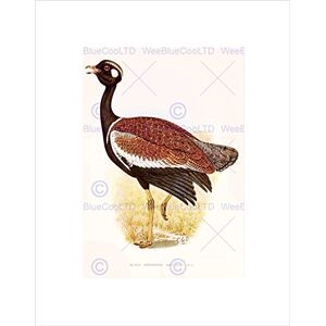 Wee Blue Coo Painting Birds South Africa Horsbrugh Black Knorhaan Wall Art Print Wee Blue Coo Painting Birds South Africa Horsbrugh Black Knorhaan Wall Art Print