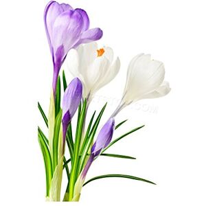 Wee Blue Coo Photo Purple White Spring Flowers Bloom Wall Art Print Wee Blue Coo Photo Purple White Spring Flowers Bloom Wall Art Print