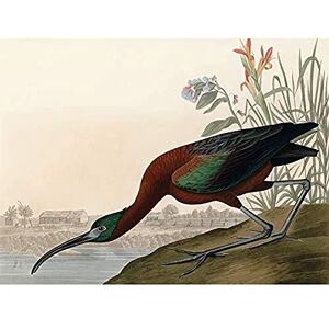 Artery8 Audubon Birds Glossy Ibis Painting Unframed Wall Art Print Poster Home Decor Premium Artery8 Audubon Birds Glossy Ibis Painting Unframed Wall Art Print Poster Home Decor Premium