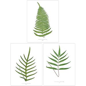Wee Blue Coo Pack of 3 Botanical Aesthetic Single Fern Leaves Detailed Fern Frond Botany Book Vintage Unframed Wall Art Living Room Prints Set Wee Blue Coo Pack of 3 Botanical Aesthetic Single Fern Leaves Detailed Fern Frond Botany Book Vintage Unframed Wall Art Living Room Prints Set