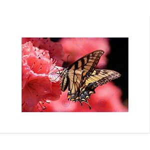 Wee Blue Coo Animals Nature Insect Butterfly Swallowtail Flower Wall Art Print Wee Blue Coo Animals Nature Insect Butterfly Swallowtail Flower Wall Art Print