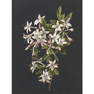 Artery8 De Gijselaar Branch Of Azaleas In Bloom Flowers Premium Wall Art Canvas Print 18X24 Inch Artery8 De Gijselaar Branch Of Azaleas In Bloom Flowers Premium Wall Art Canvas Print 18X24 Inch