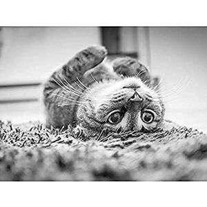 Fine Art Prints Cat Kitten Lying Upside Down Carpet Black White Photo Unframed Wall Art Print Poster Home Decor Premium Fine Art Prints Cat Kitten Lying Upside Down Carpet Black White Photo Unframed Wall Art Print Poster Home Decor Premium