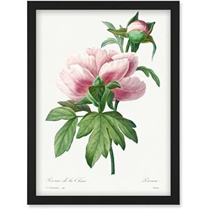 Wee Blue Coo Vintage Pale Pink Peony Bloom Illustration Floral Stem Flowers Pretty Artwork Framed Wall Art Print A4 Wee Blue Coo Vintage Pale Pink Peony Bloom Illustration Floral Stem Flowers Pretty Artwork Framed Wall Art Print A4