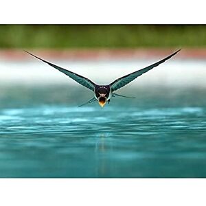 Artery8 Sanchezn Swallow Bird Drinking Swimming Pool Photo Unframed Wall Art Print Poster Home Decor Premium Artery8 Sanchezn Swallow Bird Drinking Swimming Pool Photo Unframed Wall Art Print Poster Home Decor Premium