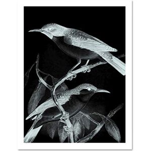 Wee Blue Coo Birds Illustration Night Large Framed Art Print Wall Poster 18x24 inch Wee Blue Coo Birds Illustration Night Large Framed Art Print Wall Poster 18x24 inch