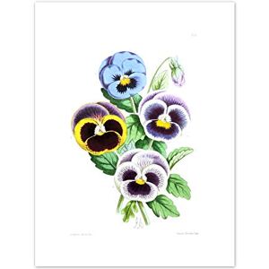 Fine Art Prints Flower Pansies Viola Illustration Art Print Canvas Premium Wall Decor Poster Fine Art Prints Flower Pansies Viola Illustration Art Print Canvas Premium Wall Decor Poster