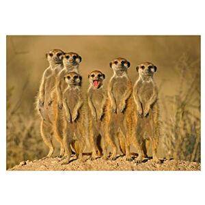Wee Blue Coo Photo Nature Animal Cute Suricate Meerkat Family Wall Art Print Wee Blue Coo Photo Nature Animal Cute Suricate Meerkat Family Wall Art Print