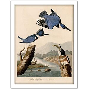 Artery8 Audubon Birds America Belted Kingfisher Artwork Framed Wall Art Print 18X24 Inch Artery8 Audubon Birds America Belted Kingfisher Artwork Framed Wall Art Print 18X24 Inch