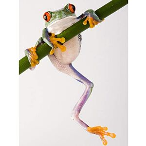 Wee Blue Coo Tree Frog Green Climbing Photo Art Picture Canvas Print Wee Blue Coo Tree Frog Green Climbing Photo Art Picture Canvas Print