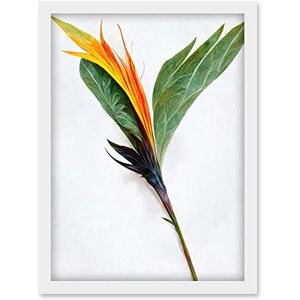 Doppelganger33 LTD Single Bird Paradise Flower Stem With Orange Bloom Artwork Framed Wall Art Print A4 Doppelganger33 LTD Single Bird Paradise Flower Stem With Orange Bloom Artwork Framed Wall Art Print A4