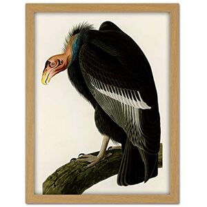 Artery8 Audubon Birds America Californian Vulture Artwork Framed Wall Art Print 18X24 Inch Artery8 Audubon Birds America Californian Vulture Artwork Framed Wall Art Print 18X24 Inch