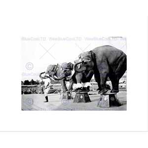 Wee Blue Coo Circus Vintage Elephant Balance Act Trainer USA Wall Art Print Wee Blue Coo Circus Vintage Elephant Balance Act Trainer USA Wall Art Print