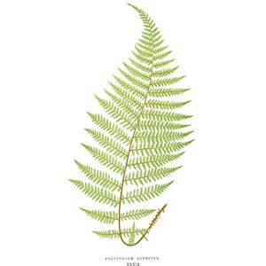 Wee Blue Coo Fern Polypodium Alpestre Large Wall Art Print Canvas Premium Poster Wee Blue Coo Fern Polypodium Alpestre Large Wall Art Print Canvas Premium Poster