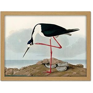Artery8 Audubon Birds Long Leg Avocet Painting Artwork Framed Wall Art Print 18X24 Inch Artery8 Audubon Birds Long Leg Avocet Painting Artwork Framed Wall Art Print 18X24 Inch